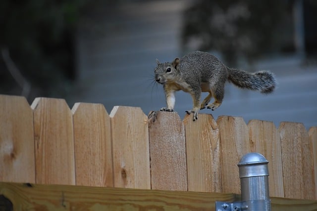 veverička na plote